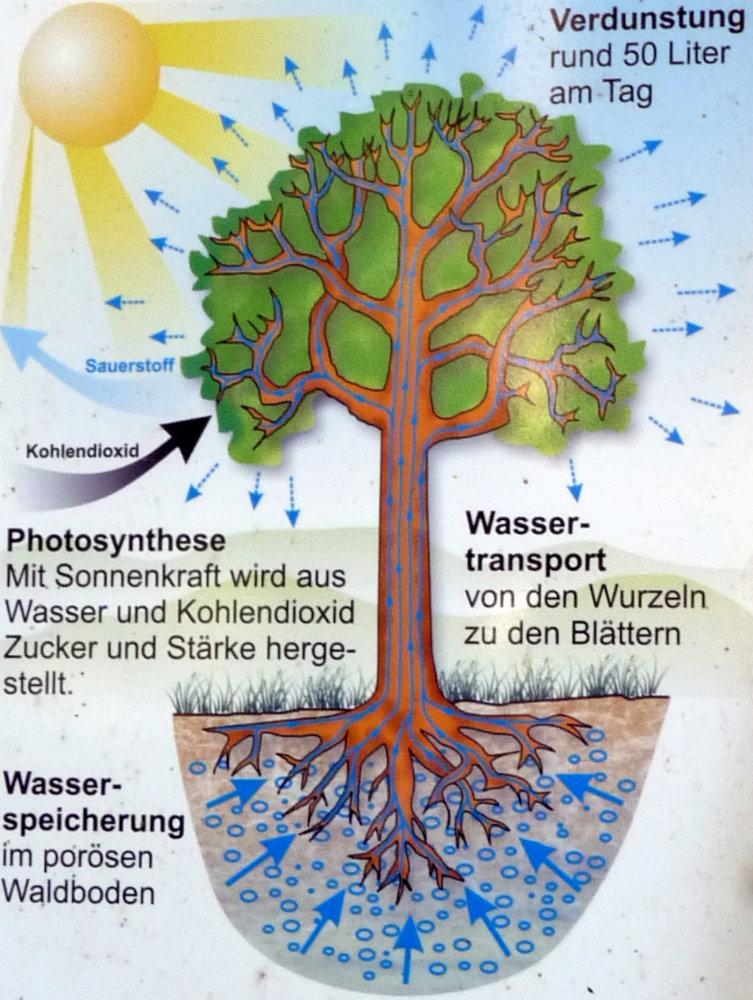 photosynthese